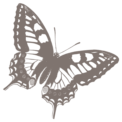 butterfly